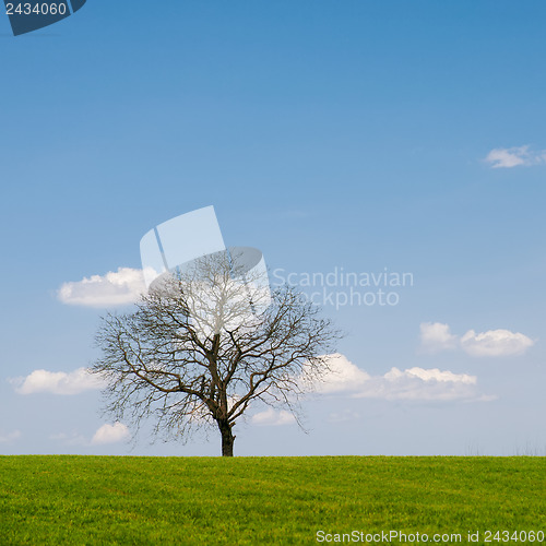 Image of Leafless Tree