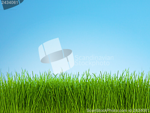 Image of Grass and Blue Sky