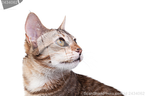 Image of Brown Striped Kitten Close-up