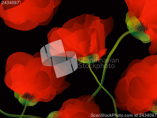 Image of Poppy background illustration