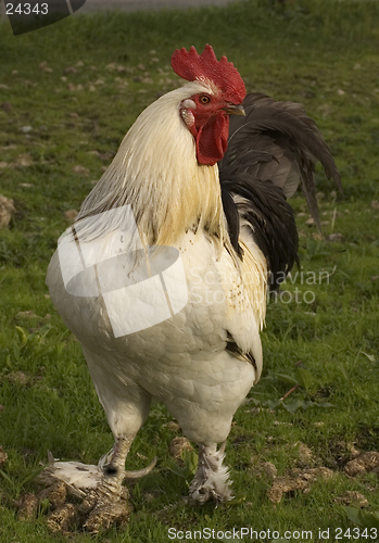 Image of chicken