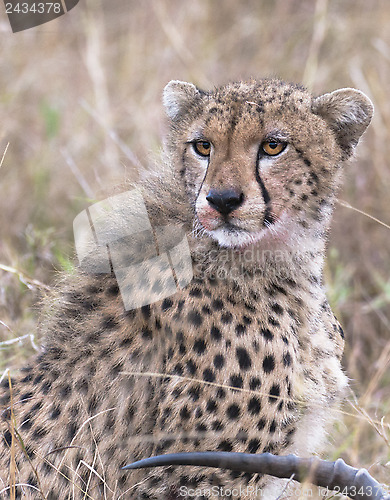 Image of cheetah