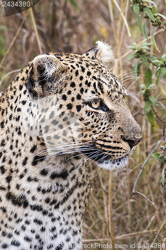 Image of Leopard