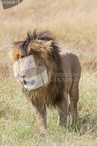 Image of Adult African lion