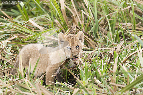 Image of Lion cub