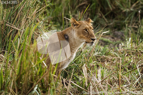 Image of Injured  african lioness