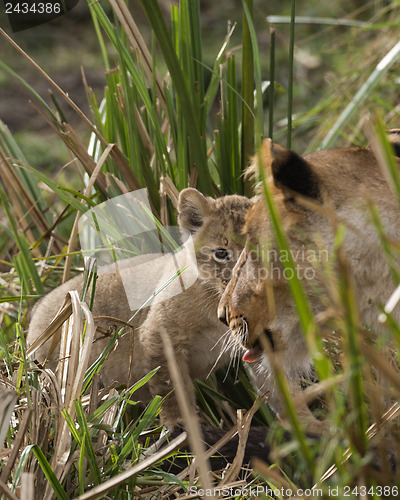 Image of newborn lion cub