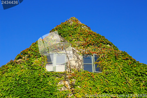 Image of Facade of a house covered with ivy