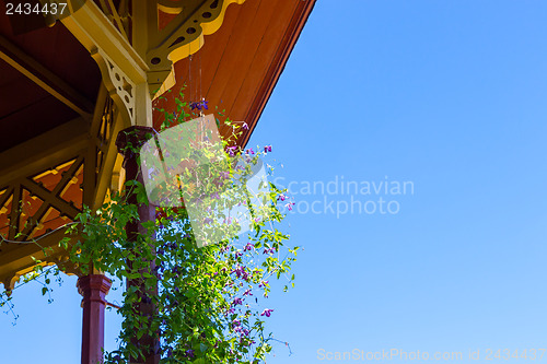 Image of Clematis growing near a wooden veranda