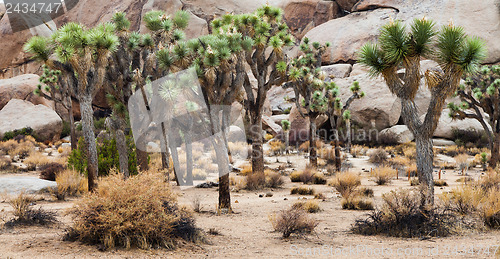 Image of Joshua Tree