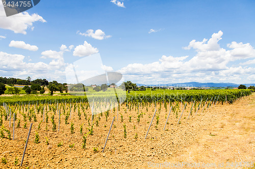 Image of Tuscany Wineyard