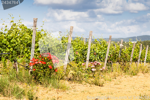 Image of Tuscany Wineyard