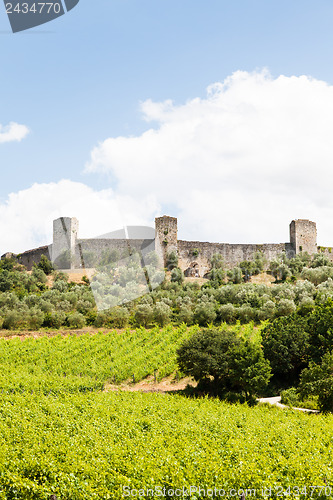 Image of Wineyard in Tuscany