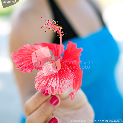 Image of Red Hibiscus Flower Closeup