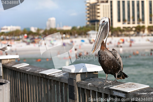 Image of Clearwater Beach Florida Pelican