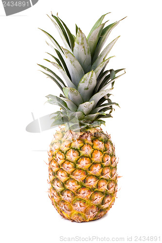 Image of Fresh Pineapple