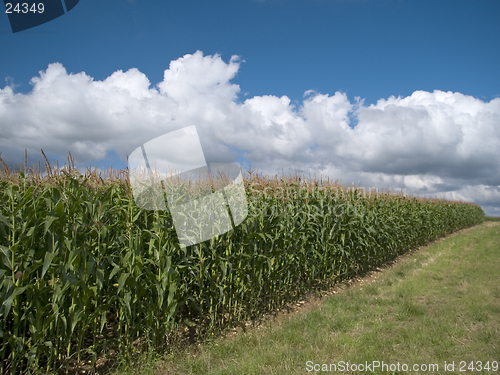 Image of Maize