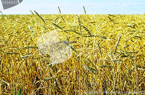 Image of wheat field
