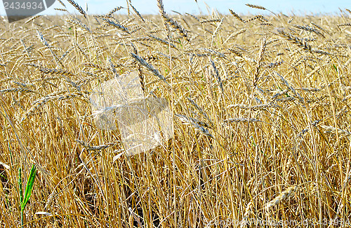 Image of wheat field