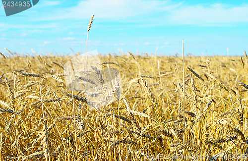 Image of wheat field