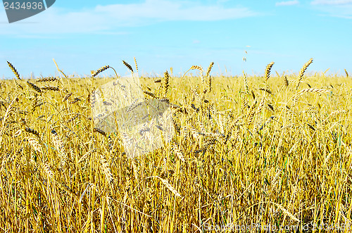 Image of wheat field