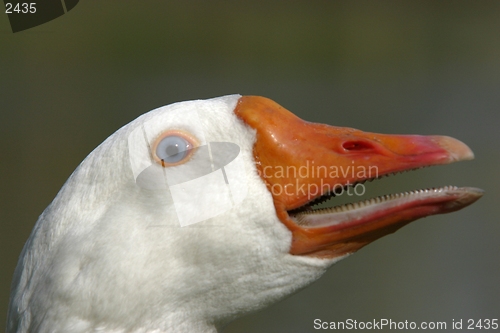 Image of goose closeup