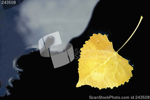 Image of Yellow Aspen Leaf