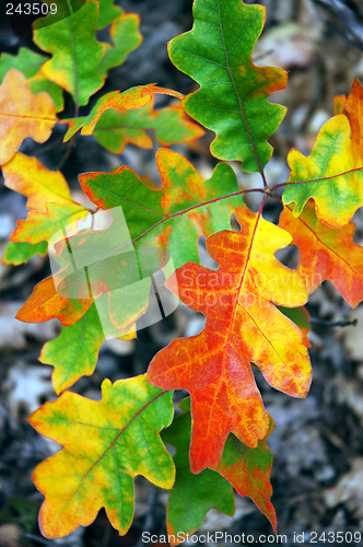 Image of Oak Leaves In Fall