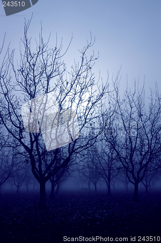 Image of Blue Mood Trees