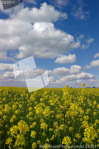 Image of Mustard Flowers Under White Clouds