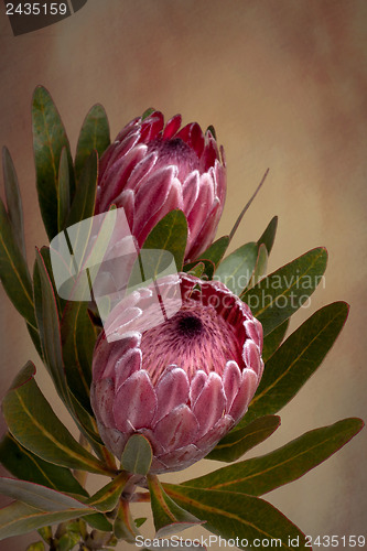 Image of Pink Protea Proteaceae flower