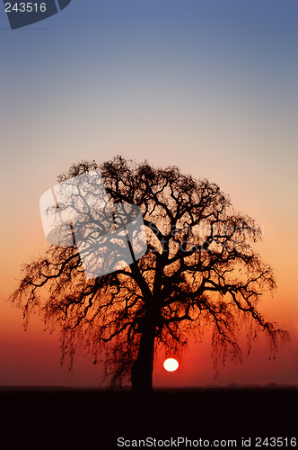 Image of Winter Oak Tree