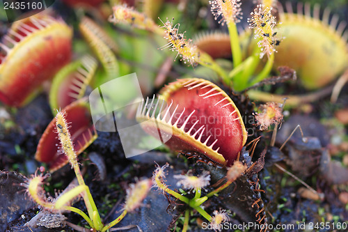 Image of Venus Fly traps and Sundews carnivorous plants