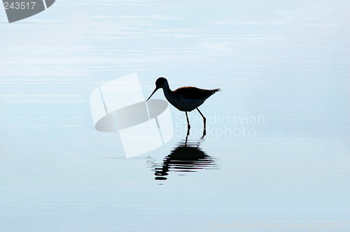 Image of Wading Bird