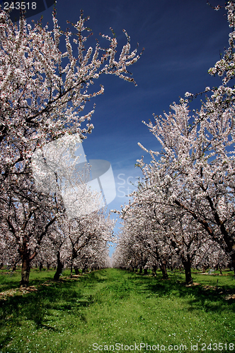 Image of Almond Orchard In Bloom