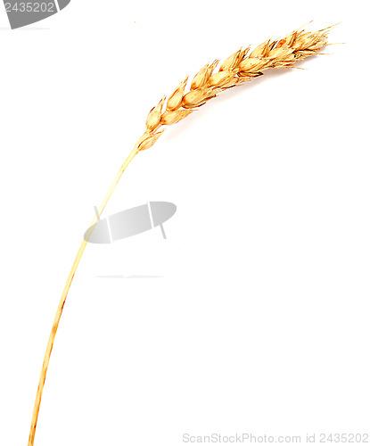 Image of wheat ear