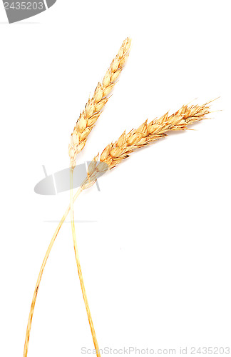 Image of wheat ears