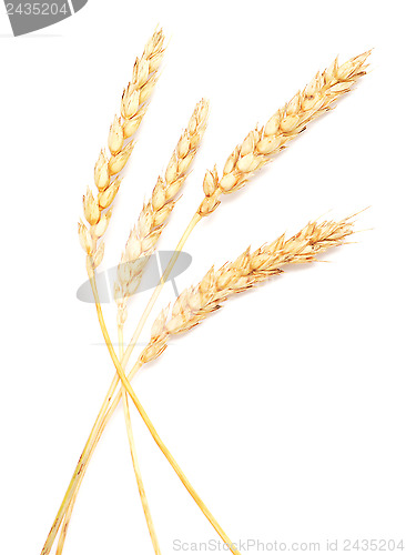 Image of wheat