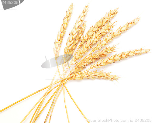 Image of wheat