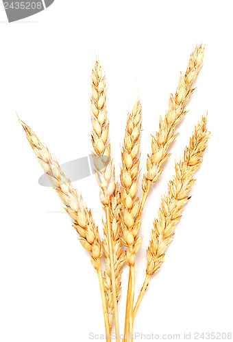 Image of golden wheat
