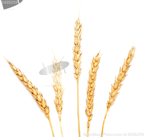 Image of golden wheat