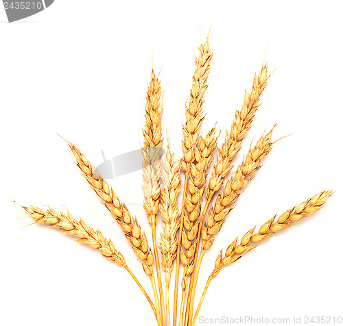 Image of golden wheat 