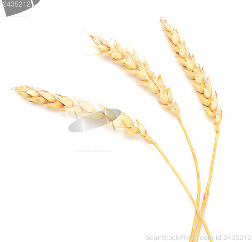 Image of wheat ears