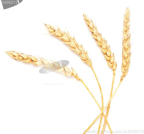 Image of wheat ears