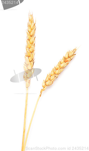 Image of wheat ears 