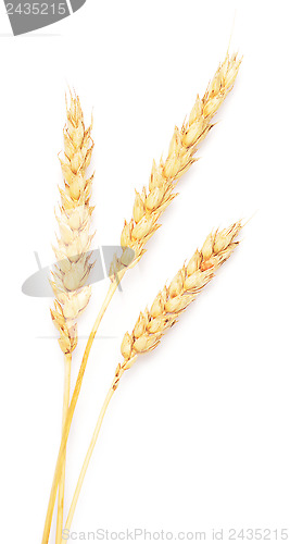 Image of wheat ears