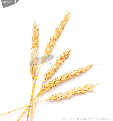 Image of wheat ears