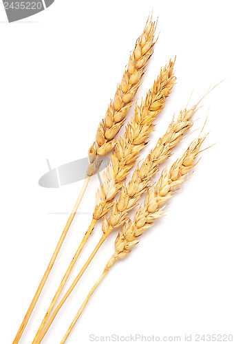 Image of wheat ears