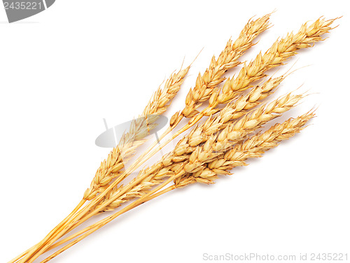 Image of wheat