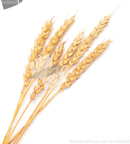 Image of wheat